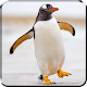 Download Penguin Live Wallpaper For PC Windows and Mac 1.0