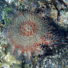 Corona de espinas (Crown-of-thorns starfish)