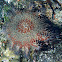 Corona de espinas (Crown-of-thorns starfish)