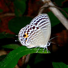 Cerulean Butterfly