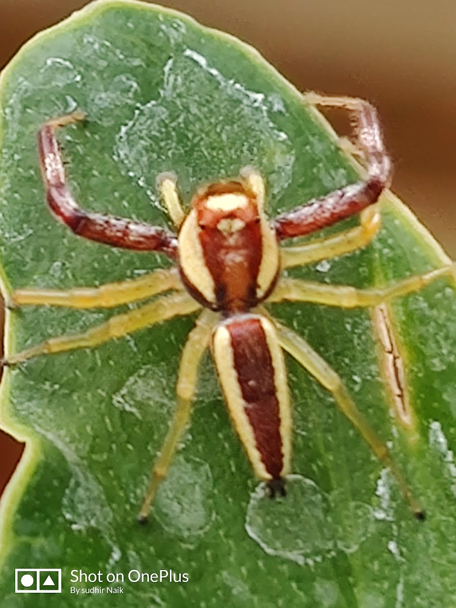 Jumping spider and Orb weaver spider