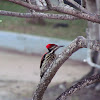 Black-rumped Flameback woodpecker