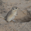 Sand rat