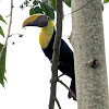 Chestnut-mandibled Toucan or Swainson’s Toucan