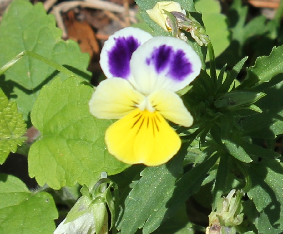 Wild Pansy