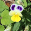 Wild Pansy