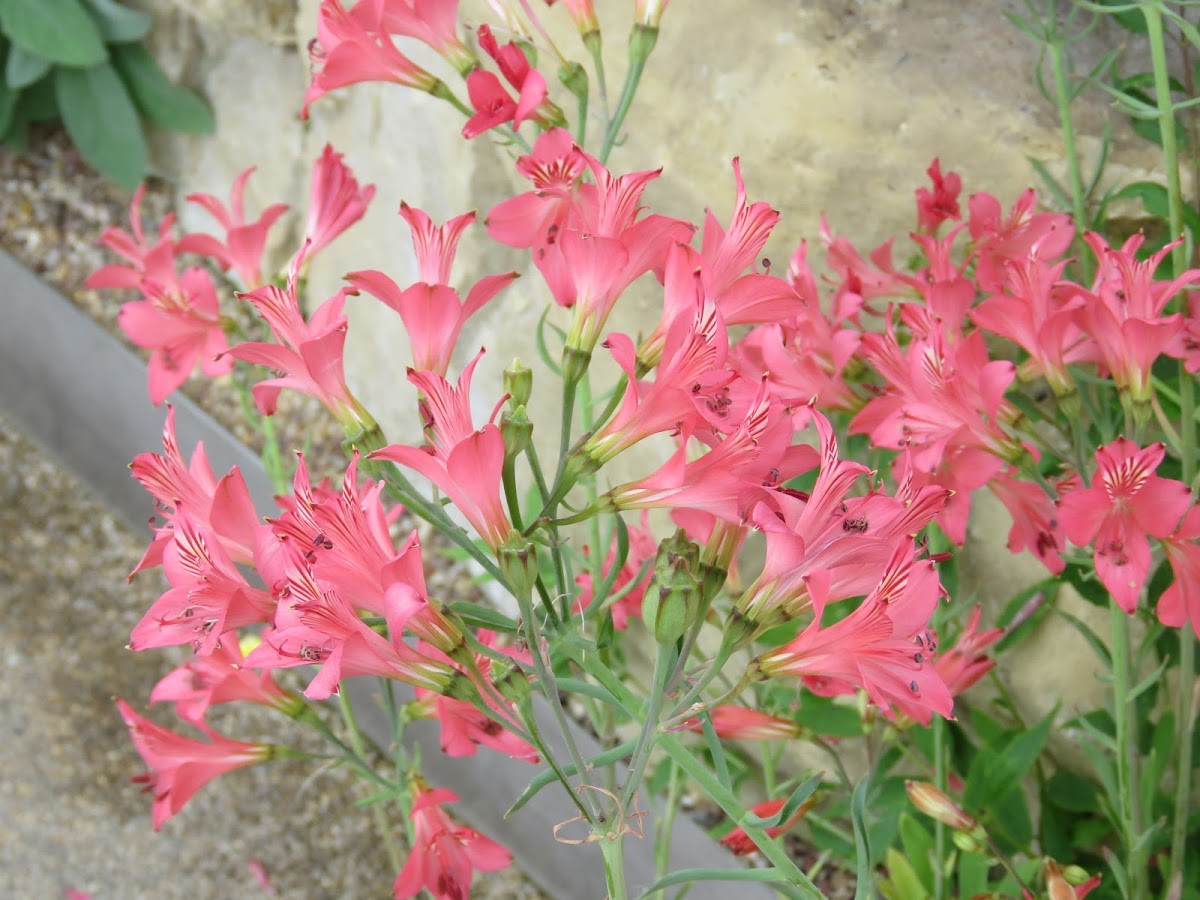 Alstroemeria Flowers