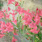 Alstroemeria Flowers