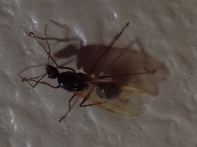 Florida Carpenter Ant