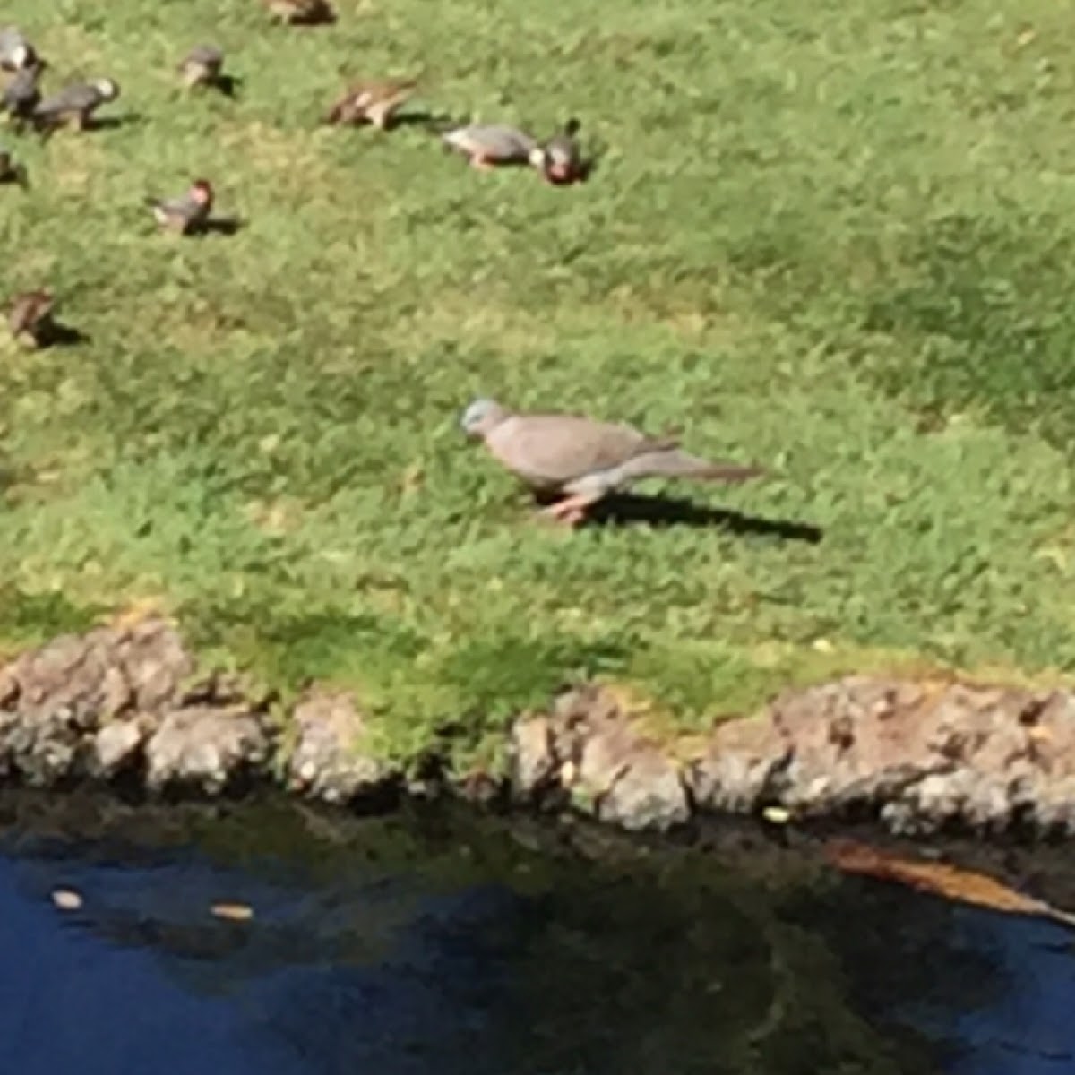 Zebra dove