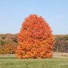 sugar maple