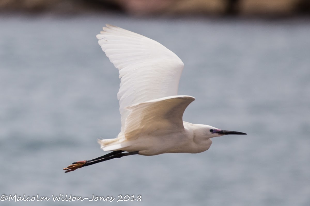 Little Egret; Garceta Común