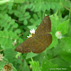 MetalMark