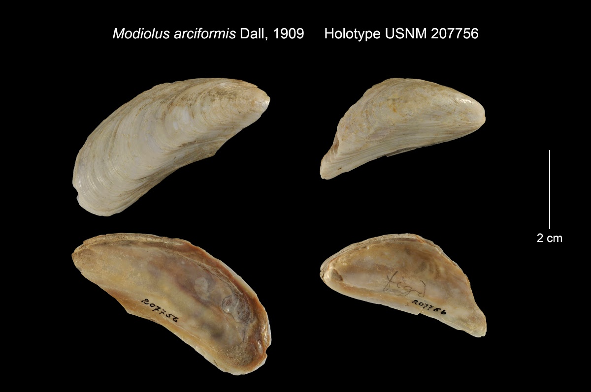 Modiolus Arciformis Coker Google Arts Culture