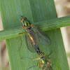 Mating Longlegged Flies