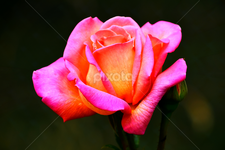Perles flottantes rondes roses phospho pink Sunset