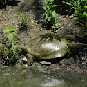 Eastern Spiny Softshell Turtle