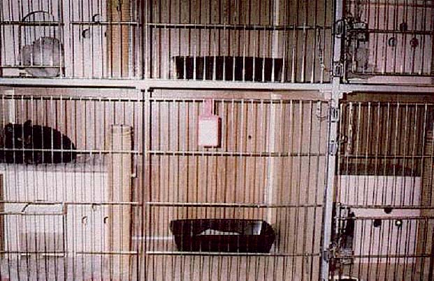 Moving the cats to larger dog cages which permits the separation of food, lodging and litter may restore the appetite of some cats