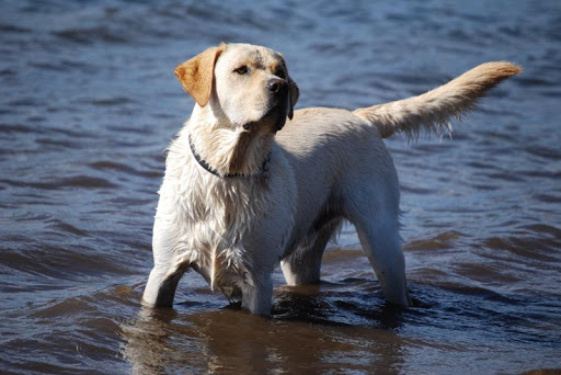 Labrador Retrievers Wallpapers