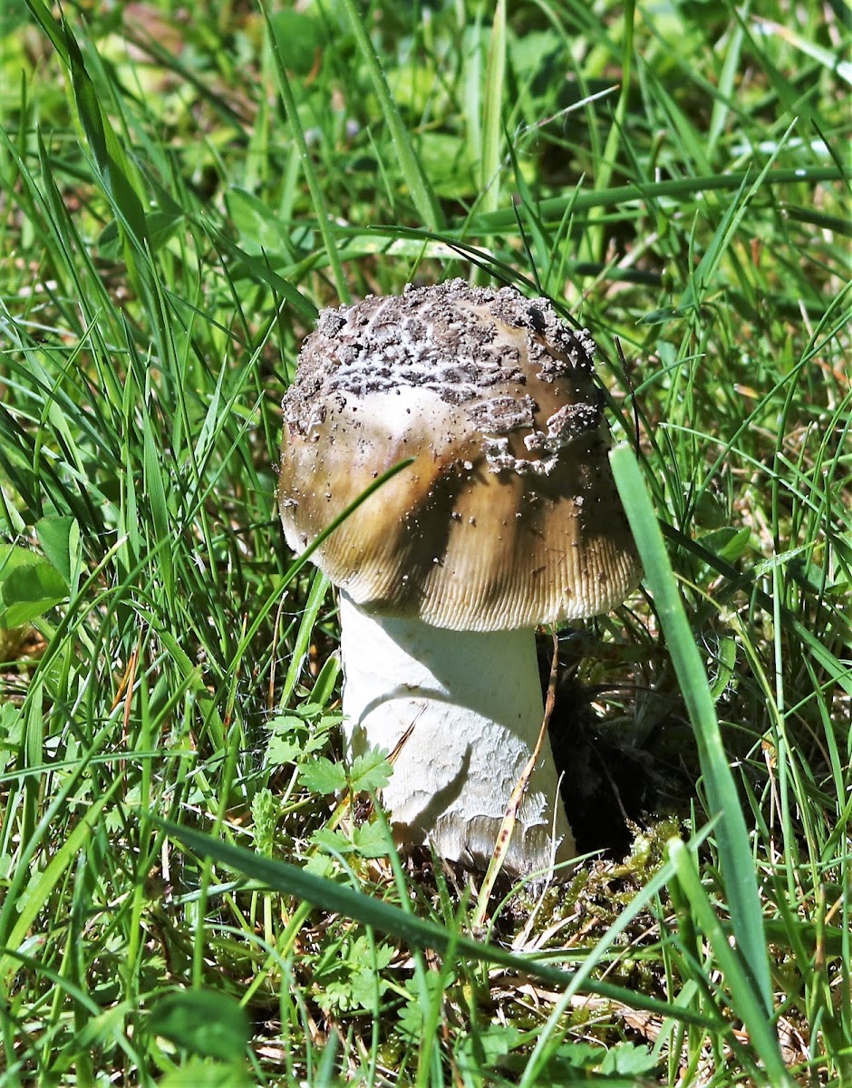 Amanita sp.