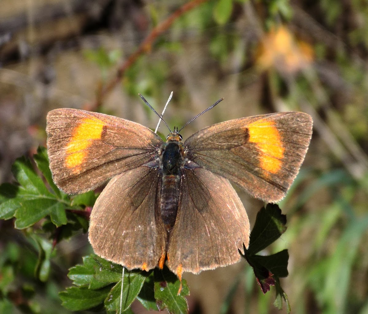 Brown Hairstreak