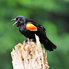 Red-winged blackbird (male)