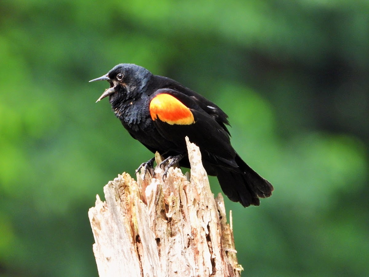 Red-winged blackbird (male)