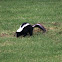 Striped Skunk