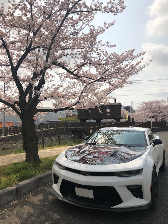 カマロのボンネット・桜とコラボ・グラインダー塗装・ラッピングシート失敗しました。・グラインダータトゥーに関するカスタム事例の投稿画像2枚目