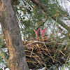 House Crow chicks