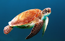 Sea Turtles - New Tab in HD small promo image