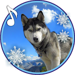 Cover Image of Download Husky Winter live wallpaper 1.3 APK