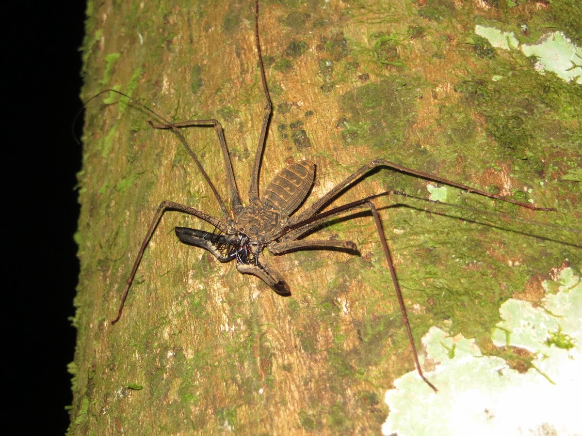 whip scorpion