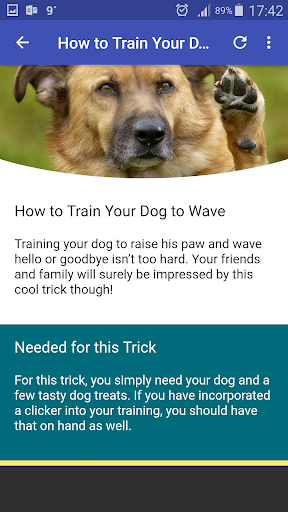 Dog Training - Best Tricks