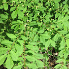 Winged Euonymus