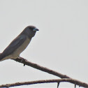 Ashy Woodswallow