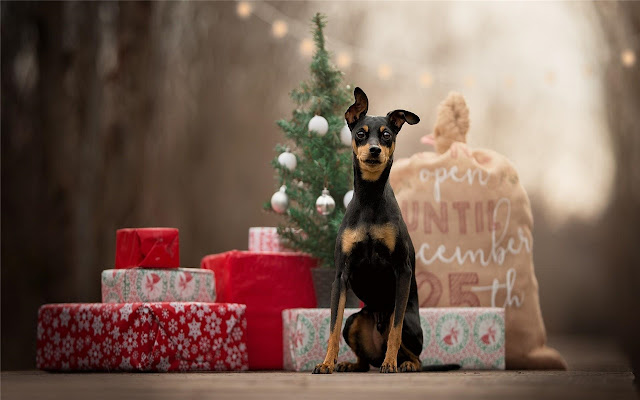 Miniature Pinscher Themes & New Tab