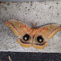 Polyphemus moth