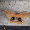 Polyphemus moth