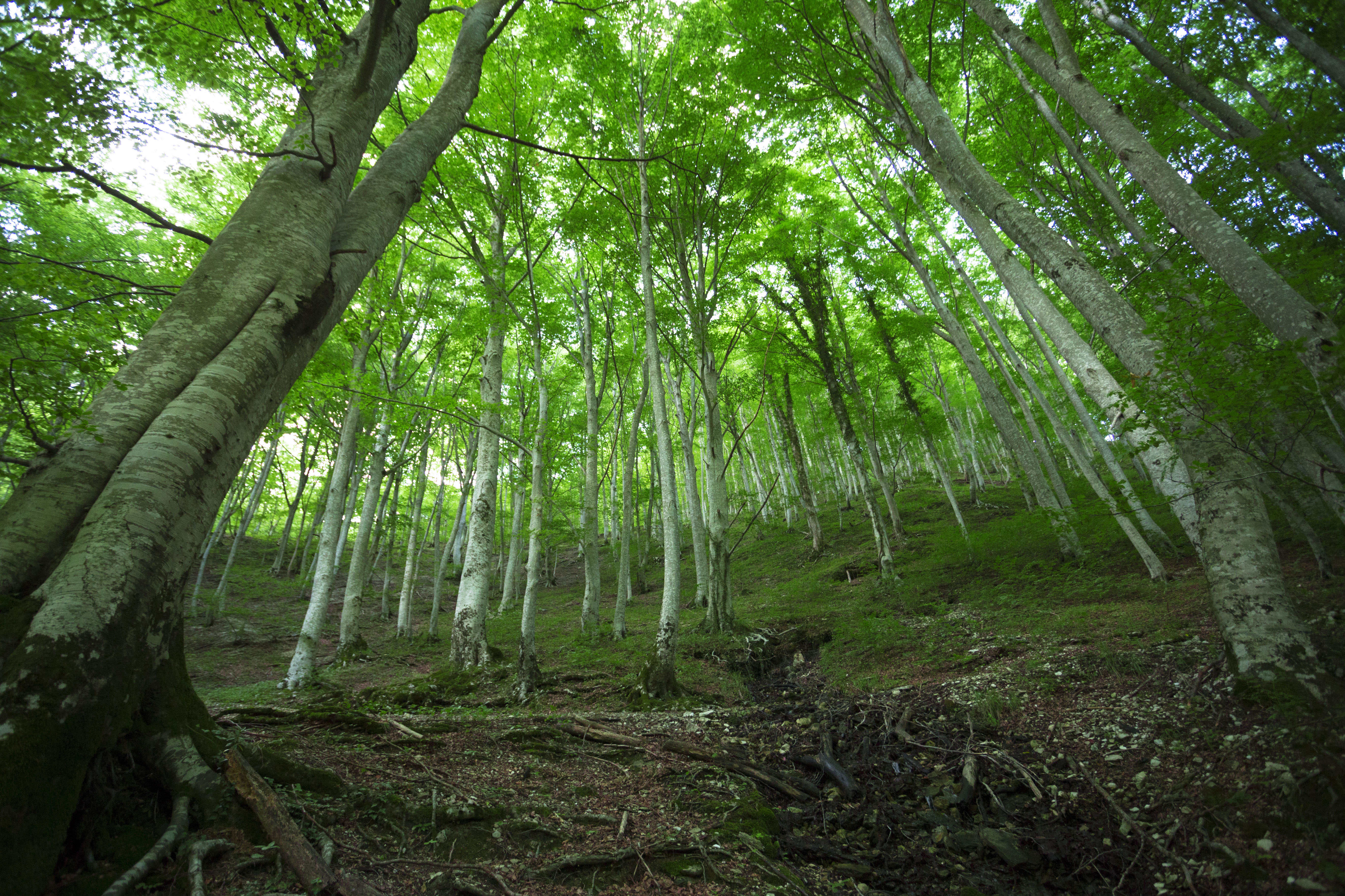 Into the wood di utente cancellato