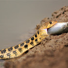 Checkered Keelback