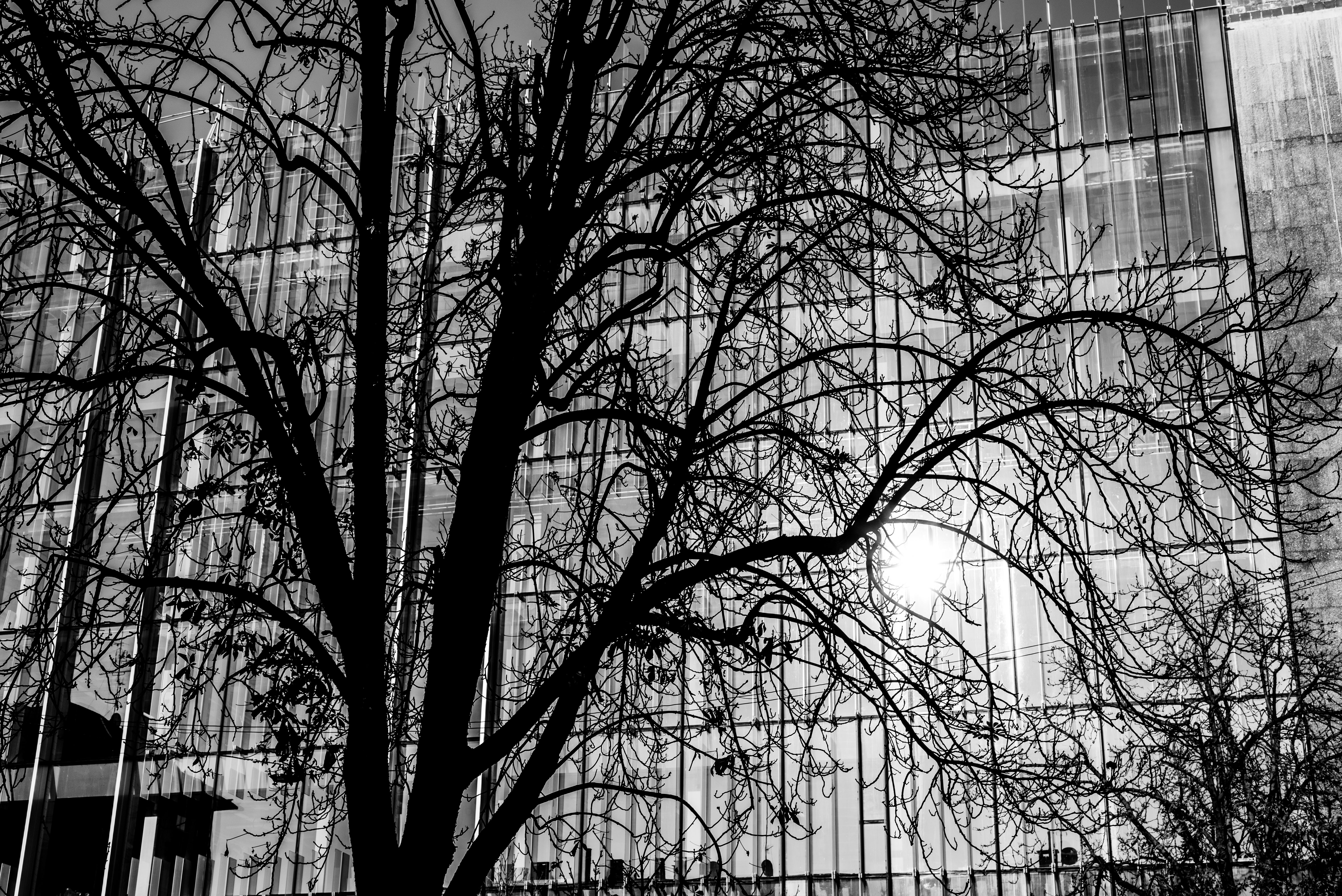 Shadow Tree and the skyscraper di SosiusPhoto