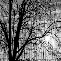 Shadow Tree and the skyscraper di 