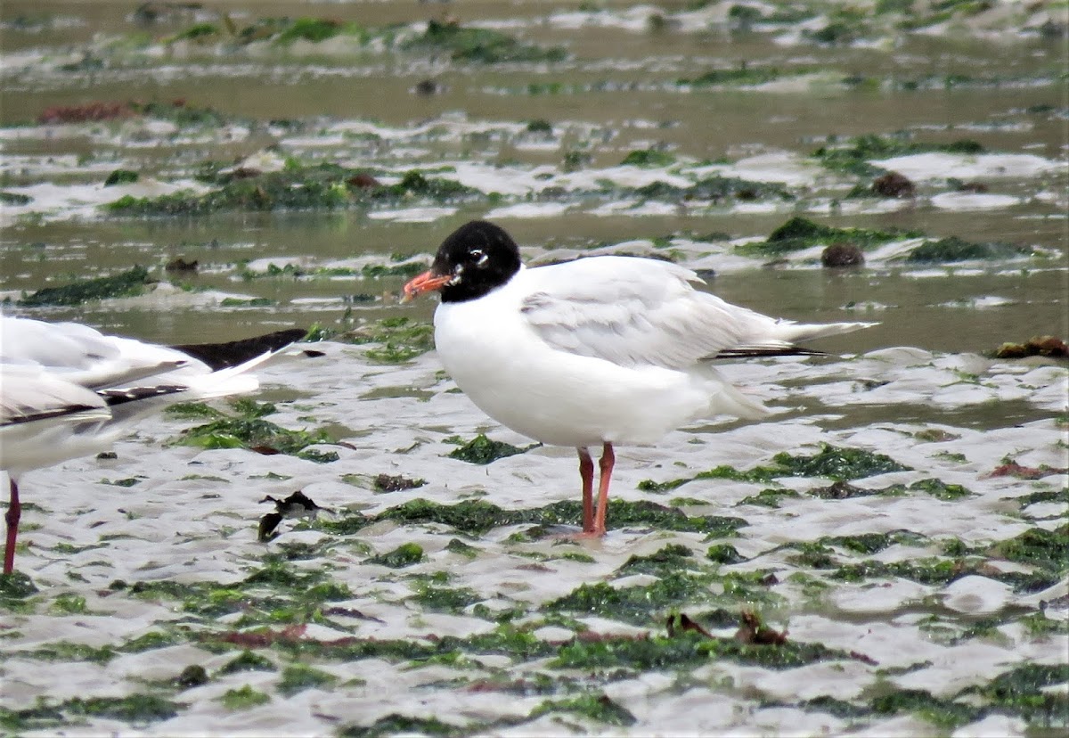 Mediterranean Gull