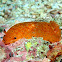 Nudibranch