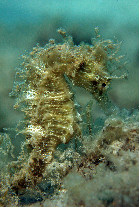 Long-snouted seahorse