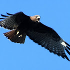 Red-tailed hawk