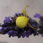 Goldenrod crab spider / Cvjetni pauk