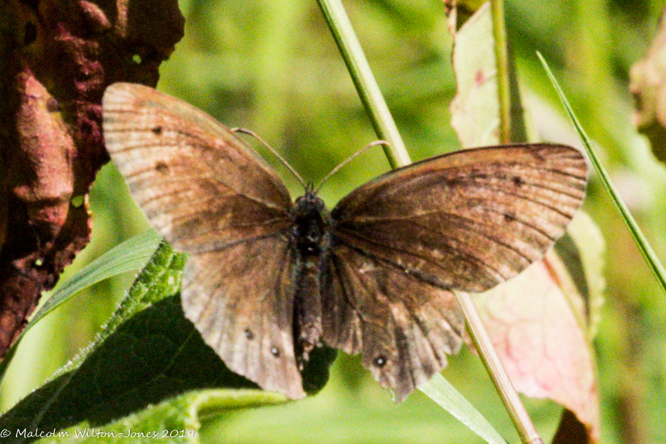 Ringlet