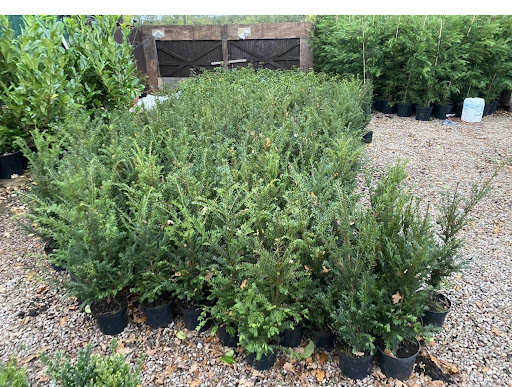 60-90cm in 3 litre pots- £9.50